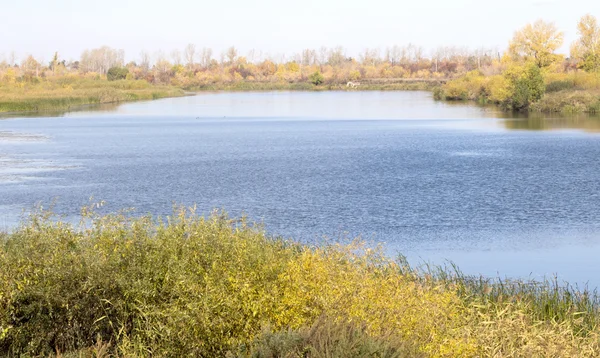 Natur Pflanzenlandschaft — Stockfoto