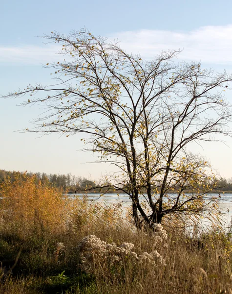 Nature plant landscape — Stock Photo, Image