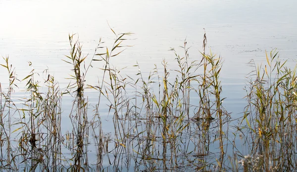 Natureza paisagem vegetal — Fotografia de Stock