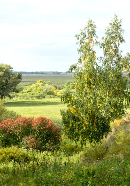 Natur Pflanzenlandschaft — Stockfoto