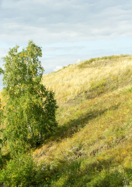 Natur växt landskap — Stockfoto