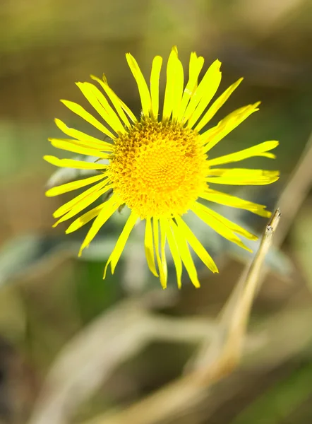 Nature plant landscape — Stock Photo, Image