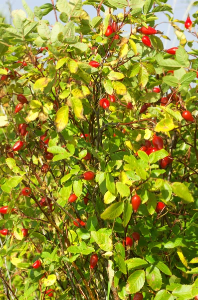 Nature plant landscape — Stock Photo, Image