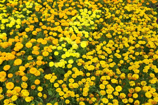 自然・植物・風景 — ストック写真