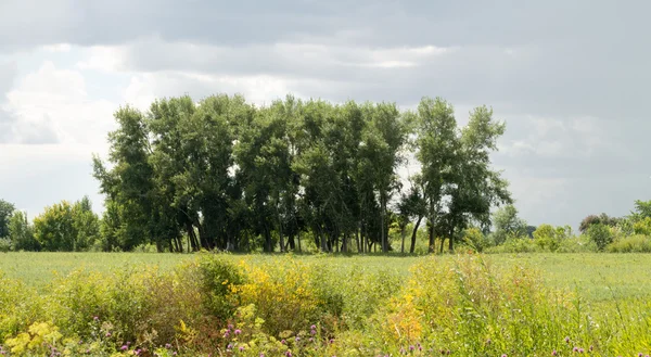 Natur växt landskap — Stockfoto