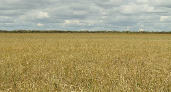 Natuur plant landschap — Stockfoto