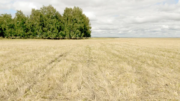 Nature végétal paysage — Photo