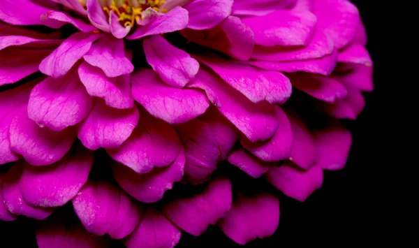 Nature plant landscape — Stock Photo, Image