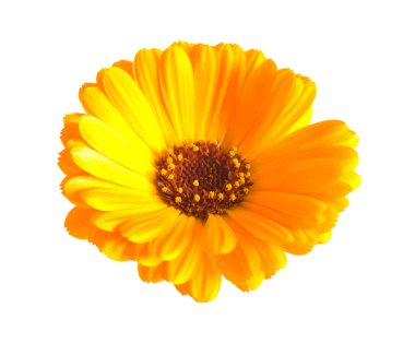 doğa bitki manzara