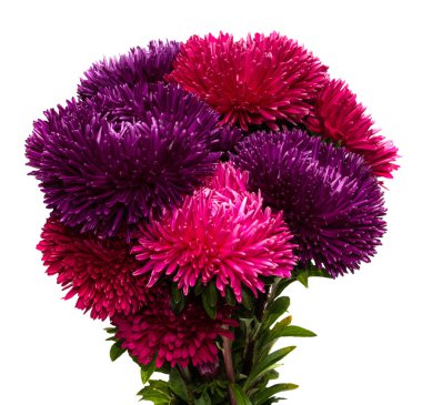 zarif güzel çiçekler