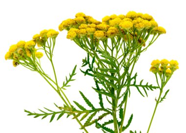 zarif güzel çiçekler