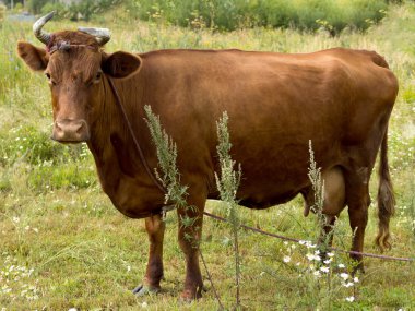 Karanlık defne at ile yeşil çim bir sahada otlatma