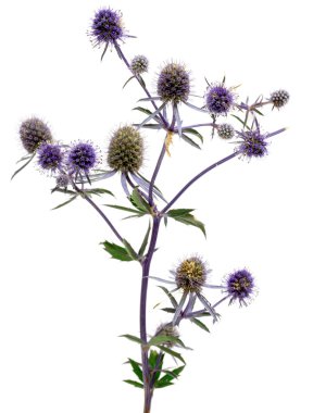 doğanın parlak renkler