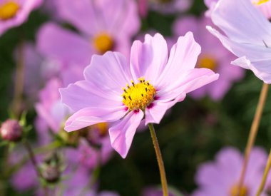 zarif güzel çiçekler