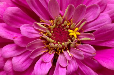 zarif güzel çiçekler