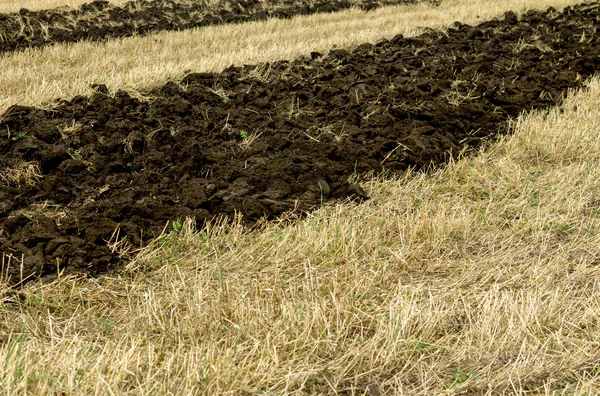 Nature plant landscape — Stock Photo, Image