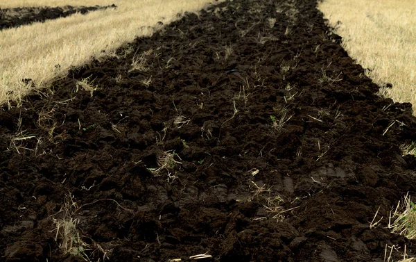 Nature plant landscape — Stock Photo, Image