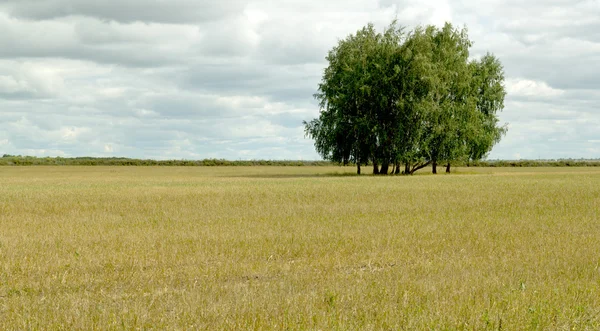 Natureza paisagem vegetal — Fotografia de Stock