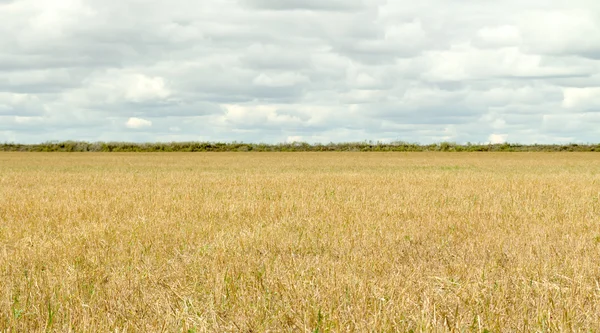 Nature végétal paysage — Photo