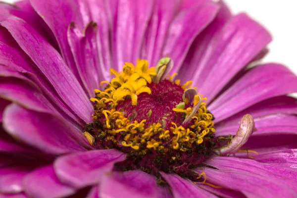 Nature plant landscape — Stock Photo, Image