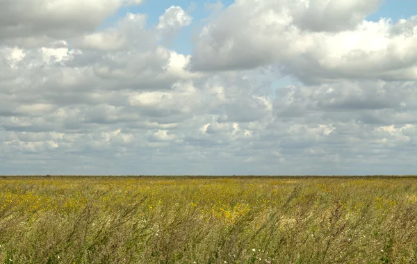 Natura vegetale paesaggio — Foto Stock