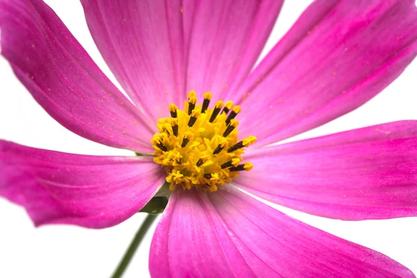 Natura vegetale paesaggio — Foto Stock