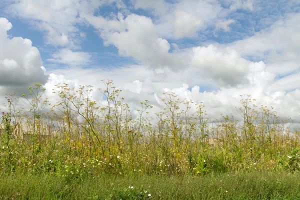 Natureza paisagem vegetal — Fotografia de Stock