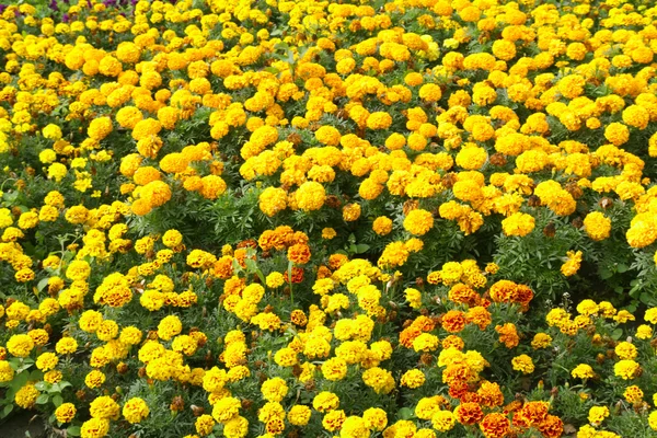 自然・植物・風景 — ストック写真