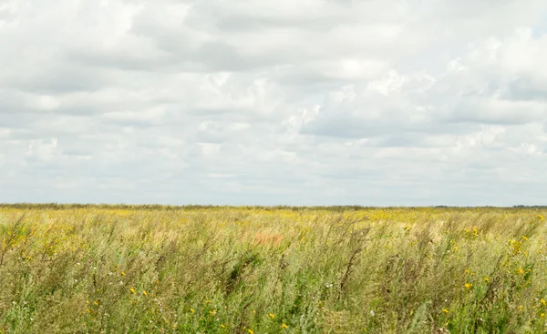 Natureza paisagem vegetal — Fotografia de Stock