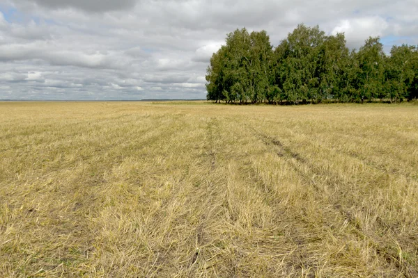 Nature végétal paysage — Photo