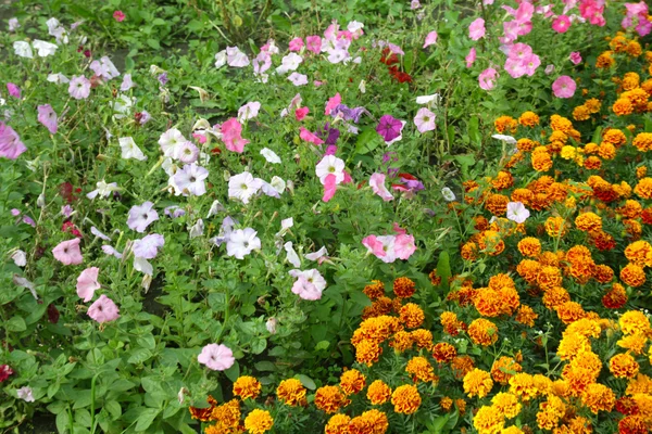 Nature plant landscape — Stock Photo, Image