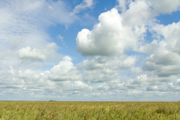 Nature végétal paysage — Photo