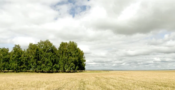 Natura vegetale paesaggio — Foto Stock