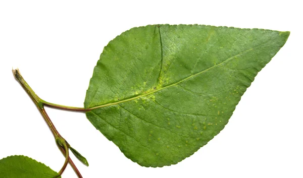 Natur växt landskap — Stockfoto