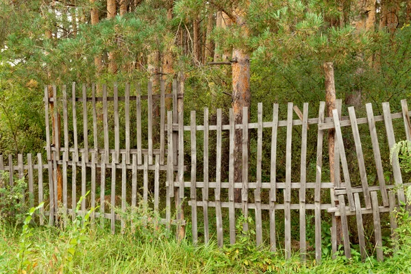 Nature plant landscape — Stock Photo, Image