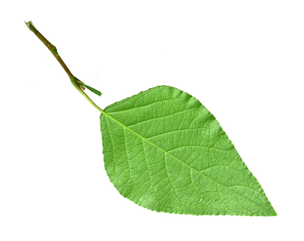 Die leuchtenden Farben der Natur — Stockfoto