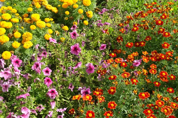 Eleganta vackra blommor — Stockfoto