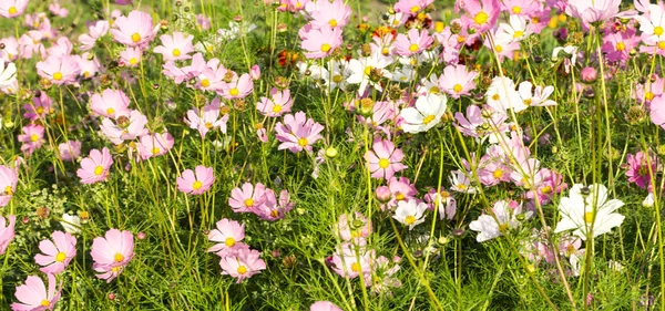 Eleganckie, piękne kwiaty — Zdjęcie stockowe