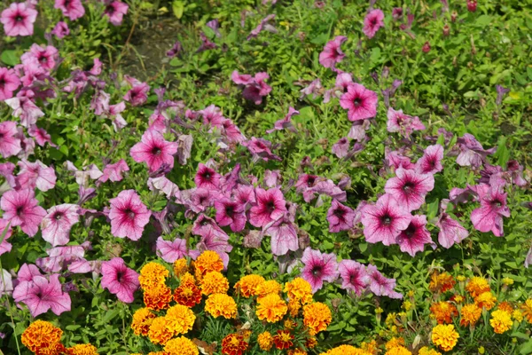 Eleganta vackra blommor — Stockfoto