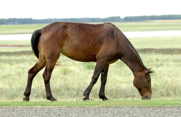 Темні бухти кінь на полі зеленою травою — стокове фото