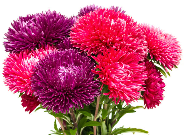 elegant beautiful flowers