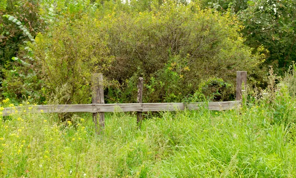 Die leuchtenden Farben der Natur — Stockfoto