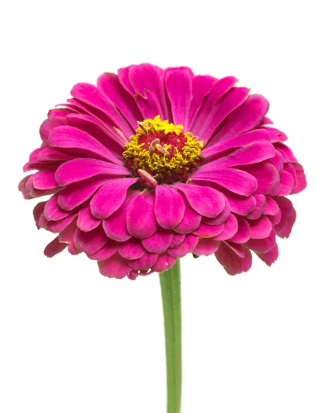 Elegant beautiful flowers — Stock Photo, Image