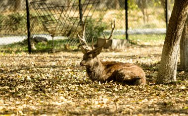 Hayvanat bahçesindeki geyik