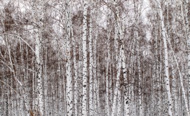 kar kış manzara orman