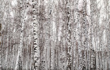 kar kış manzara orman