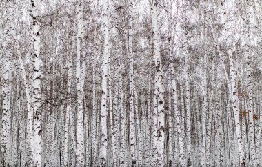 kar kış manzara orman