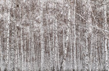 kar kış manzara orman