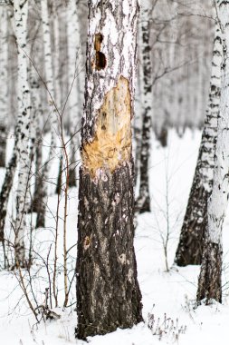 kar kış manzara orman