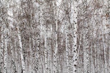 kar kış manzara orman